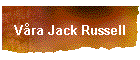 Vra Jack Russell